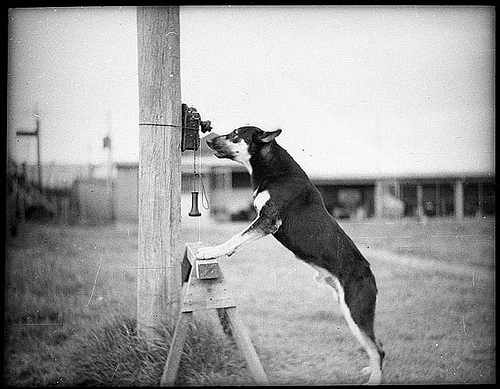 Police Dog, Tess, 29/1/35 / by Sam Hood. Australia.